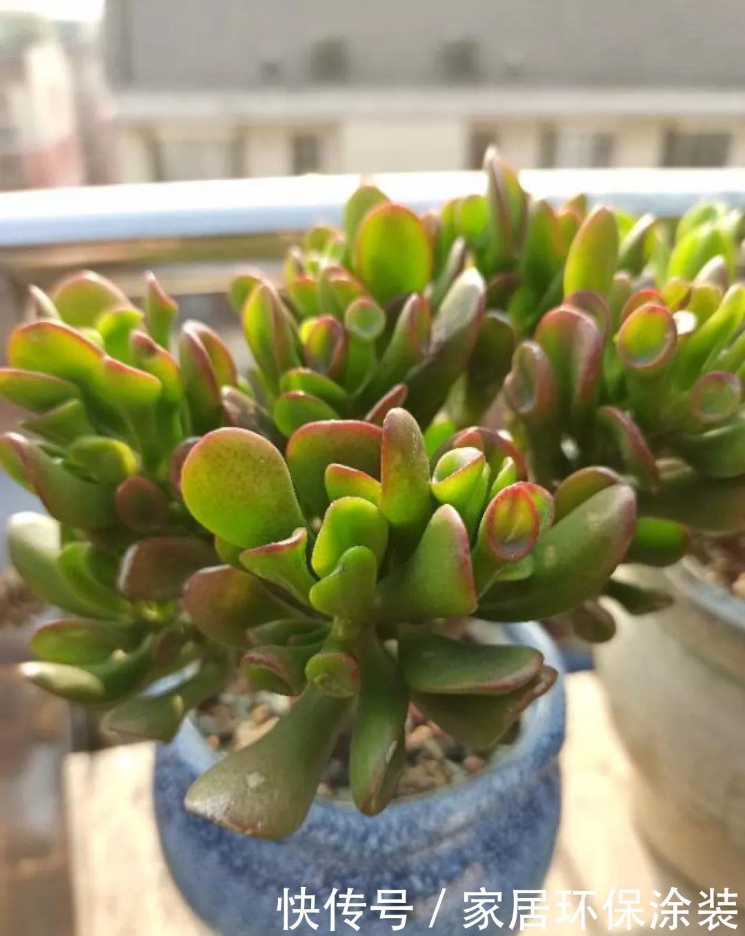 家里养盆它，财源滚滚来，让你新年越来越有钱！