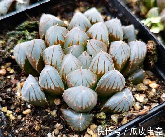 20种多肉推荐给大家,美图美肉,那种多肉你最喜欢