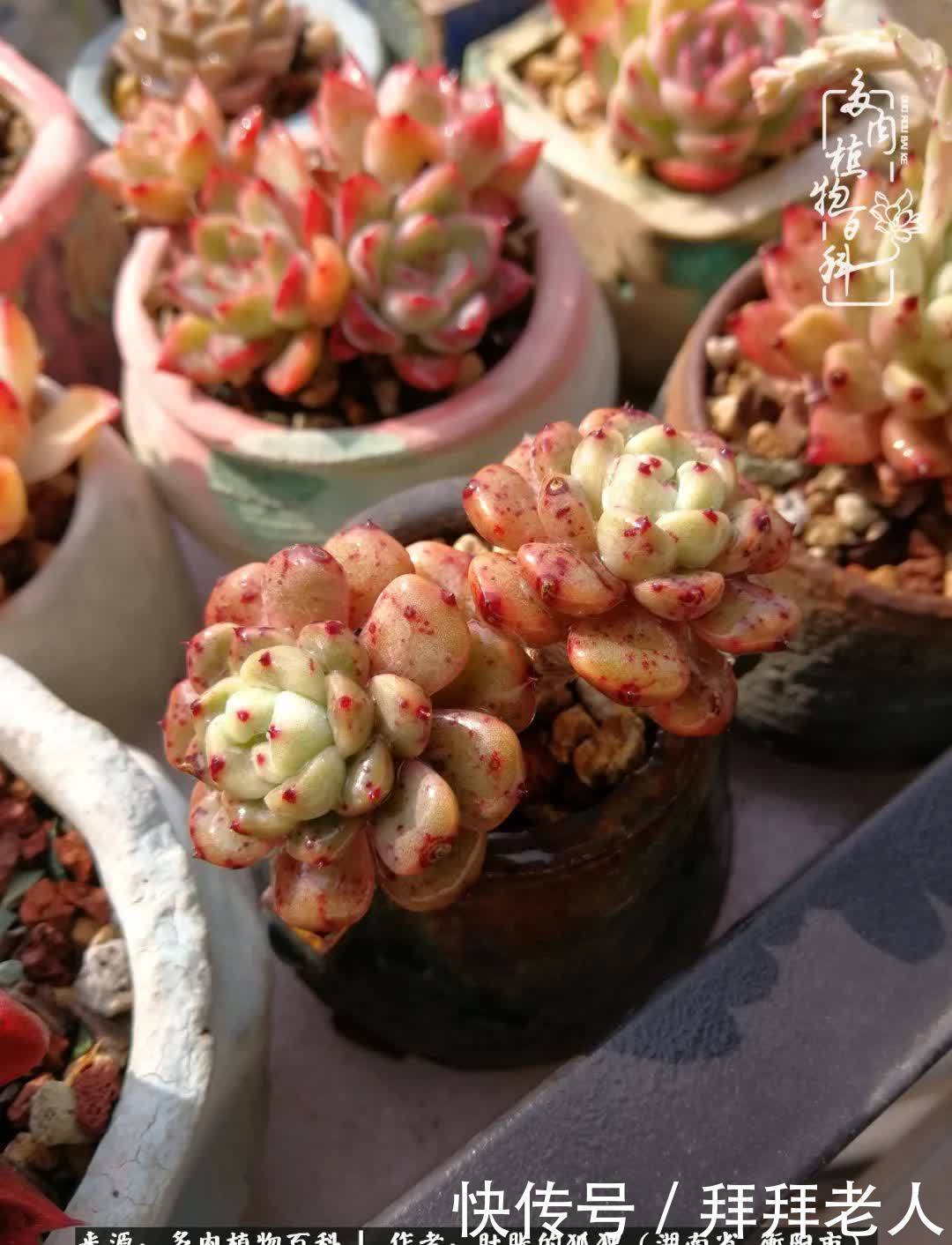 养多肉,我们到底养的是什么?