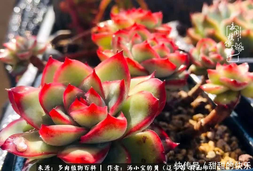 蚧壳虫|远嫁他乡,多肉是我孤寂时最美的陪伴!