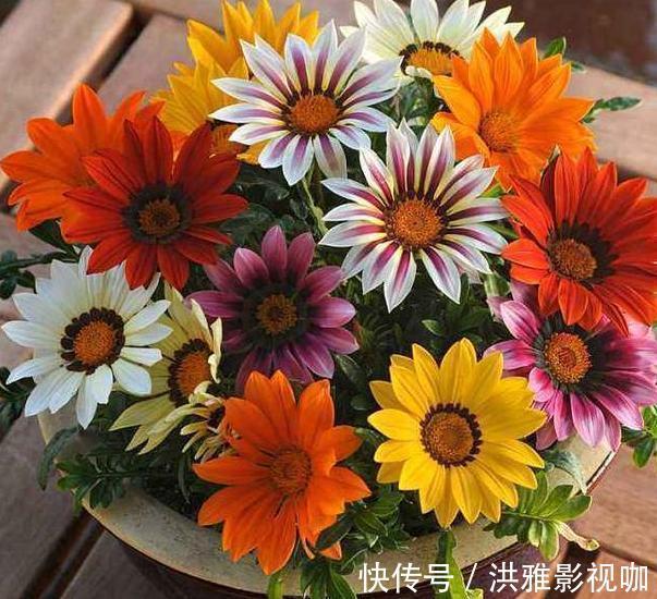 冬季|到了冬季就盆栽这7样花卉,耐寒能力强,开花美丽又喜庆