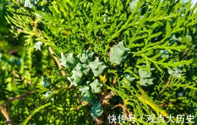 球花|旅行识花，它开花像花又似果，墓地陵园最多却少有人见过它