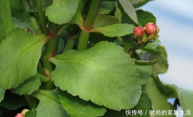 长寿花的叶子发软下垂,可以用这些技巧轻松解决!