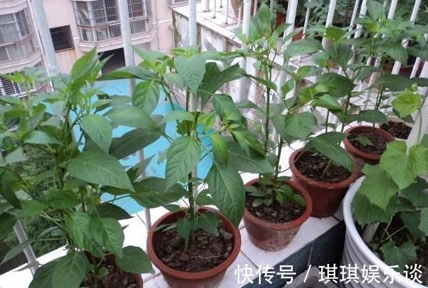 养花不如种这“果”,沾土就活,阳台种一盆,果子挂到来年3月