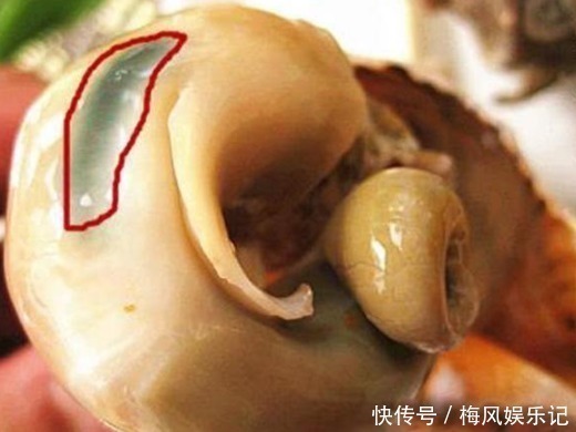 海边人才知道，海螺的尾部是“精华”还是“屎”，不懂别乱吃