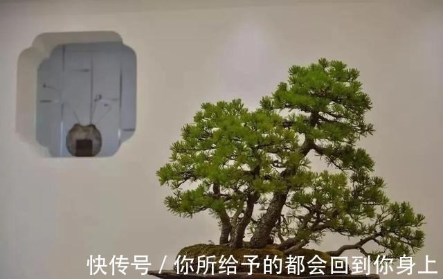 家庭|家庭盆景正确的摆放姿势，从4个方面来考虑，解决盆景放置的窘境