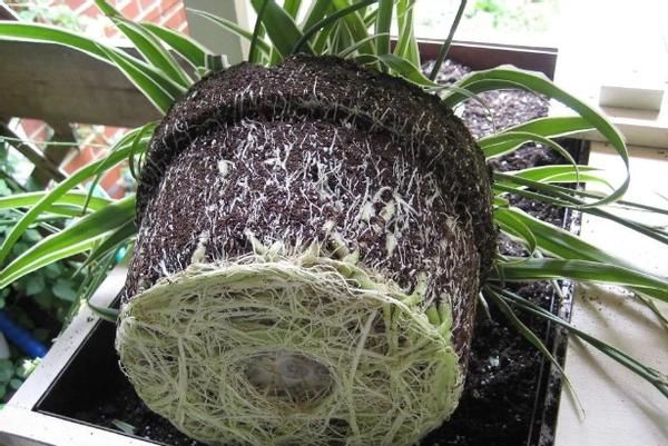 养花为什么要换盆，什么时候换盆，怎么换盆才合适？