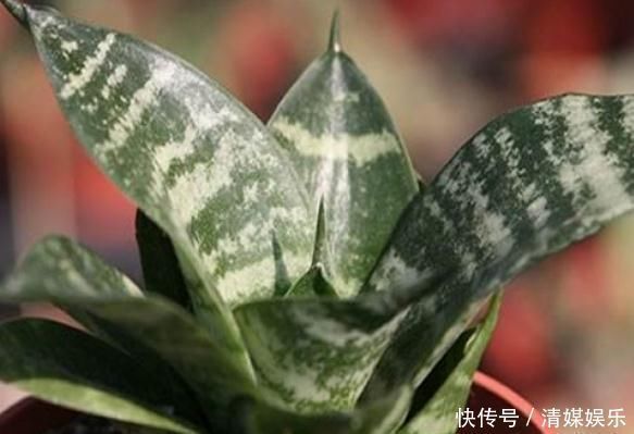 黑豆黑豆|虎皮兰入夏,一定不缺“它”,新芽“翻个”长,盆盆叶片1米高