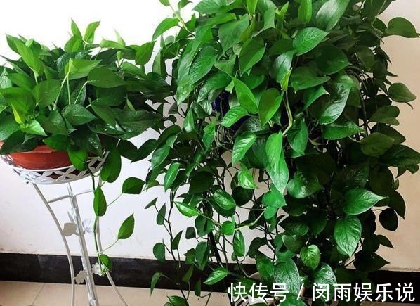 俗语:一颗绿萝七个鬼,有啥寓意?家里到底可不可以养绿萝