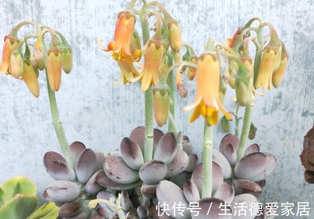 福娘系多肉中非常经典的2个品种,一个有香味一个叶片肥,值得养