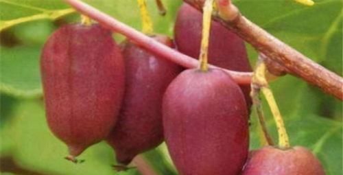  胶原蛋白|很有营养的3种食物，补充营养、延缓衰老，爱吃就赚了！