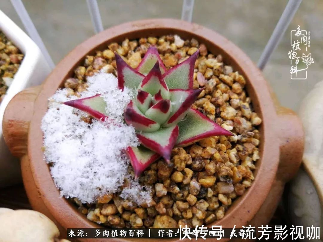 多肉|人生有时候就像多肉,不是不出彩,只是经历的时光还不够!