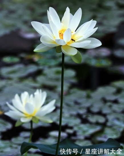 金生水之局|进入7月中旬,4属相桃花朵朵开,喜事自然来,未来充满了希望