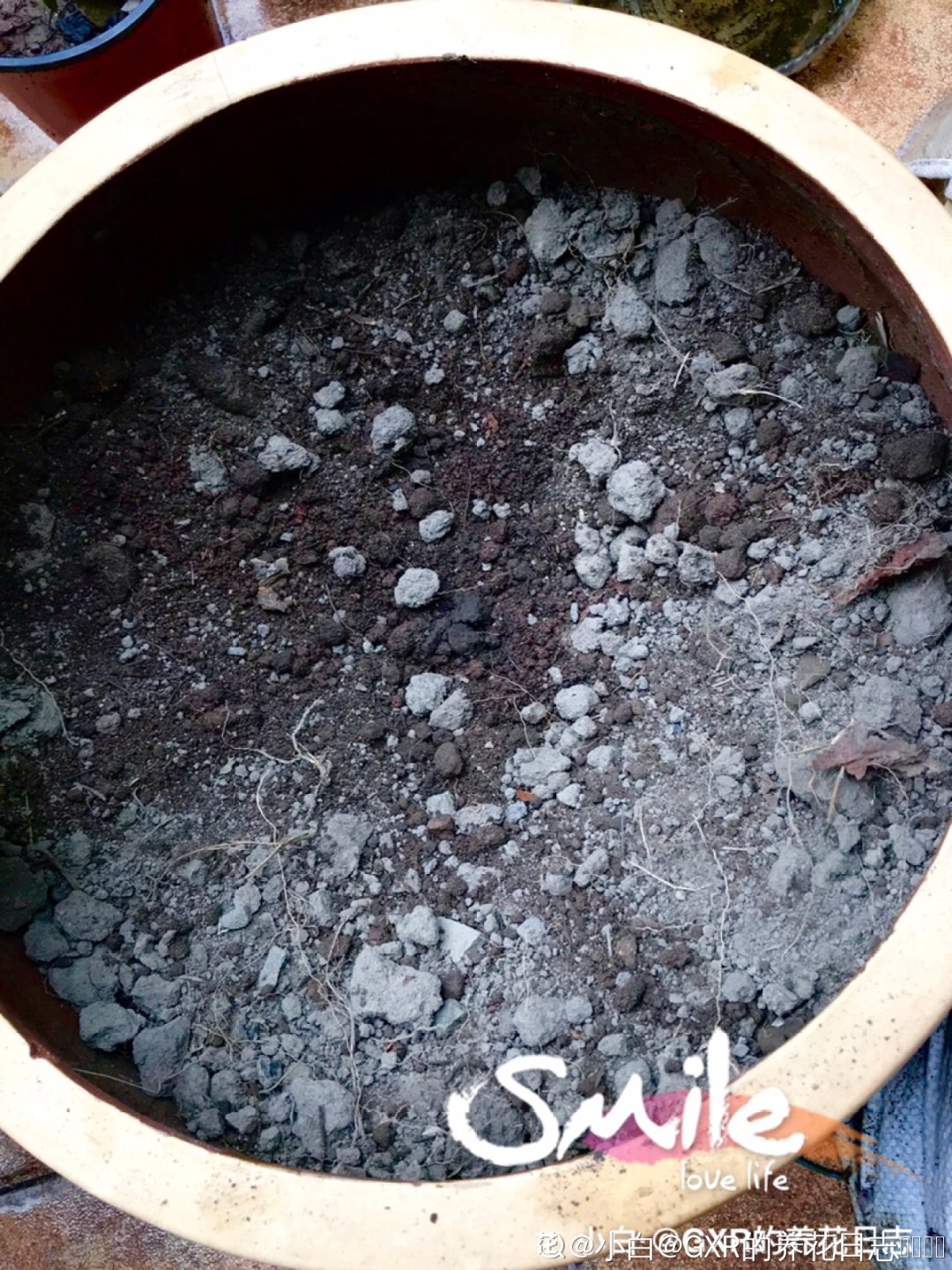 花手鞠|夏天扦插最好活，剪个枝条插土里，10天就生根