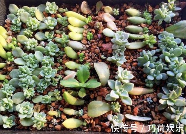 小苗|多肉植物小苗“度夏”难,教你4招,长出“小嫩叶”,根系壮!