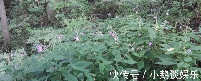 中医|这种能续筋接骨的草药，长在路边，竟无人认得，中医，真的式微了