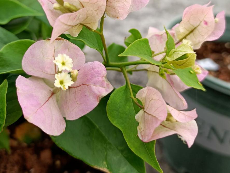 三角梅|30岁大叔劝侄女多养些三角梅，再懒都能养好，一年四季都能赏花