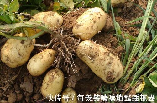 魔芋食品|4种会发胖的食物，你戒的掉吗减肥最要吃哪些食品