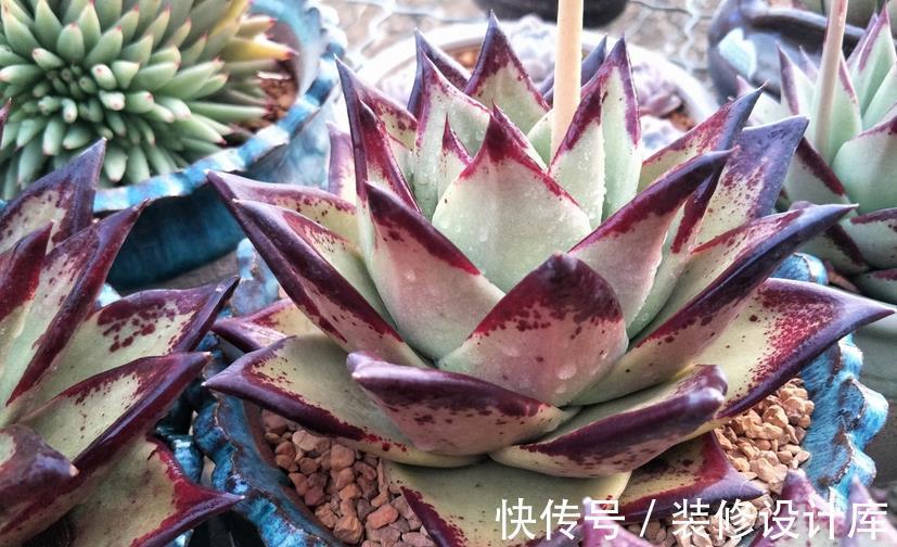 时节|9月养多肉，不要粗心大意，注意这3点盆栽才能平稳生长