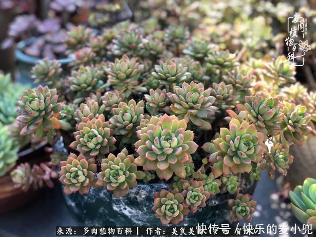 多肉，一位来自神奇大自然的良师益友！