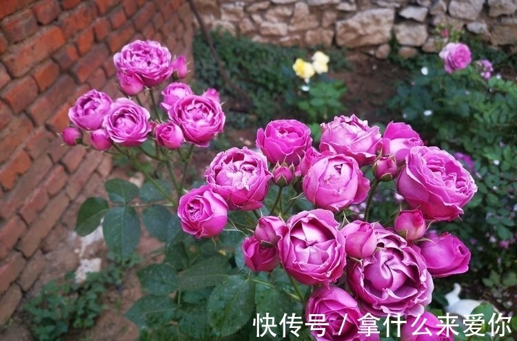 超好养的几款花朵，越浇水长得越旺，花开繁盛，烂漫又可人