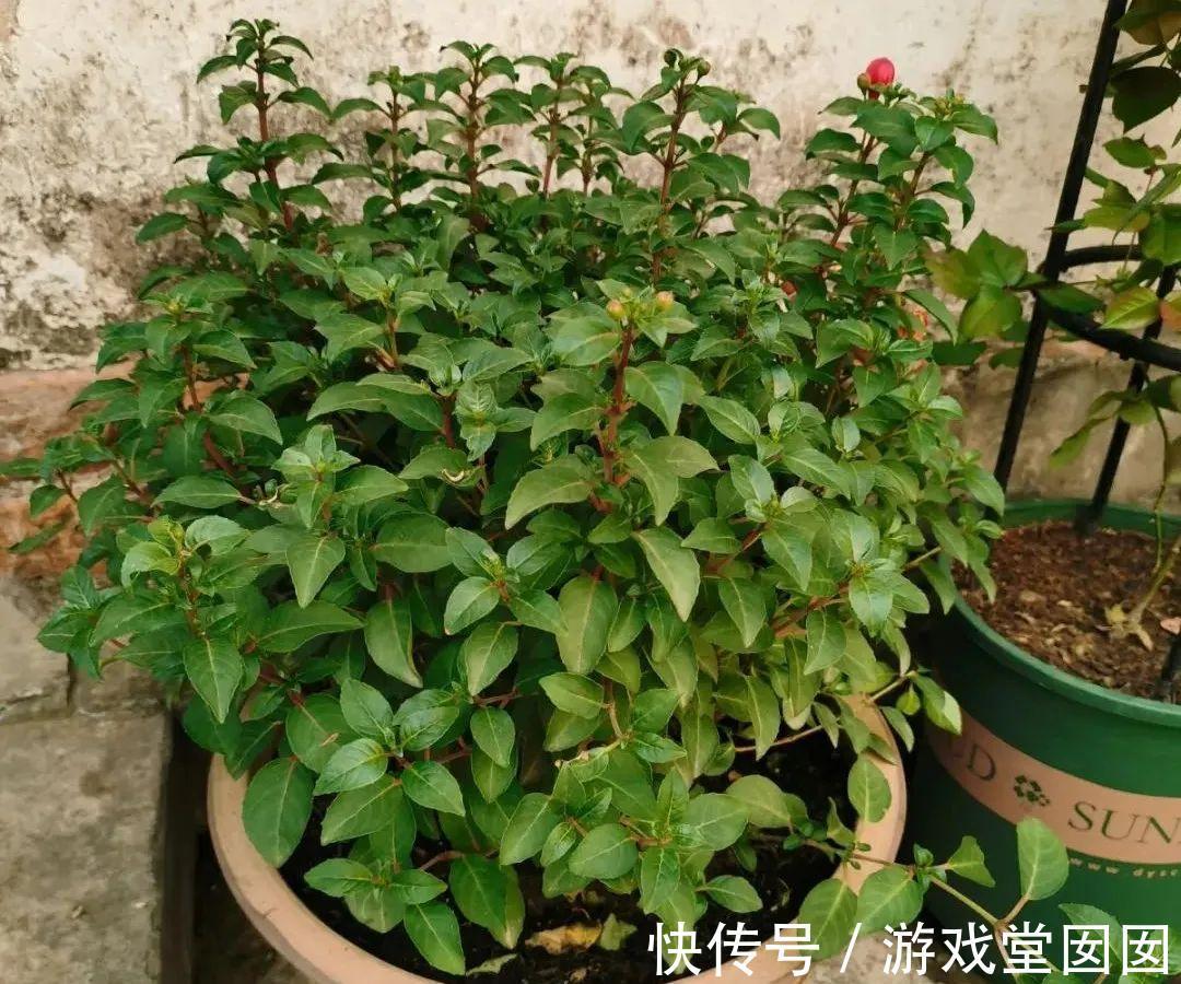 给花喷点它，叶片油绿茂密，花苞嘟噜噜冒出来