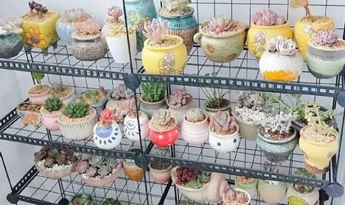 养多肉，不想天热剩空盆，春天就别栽这几款