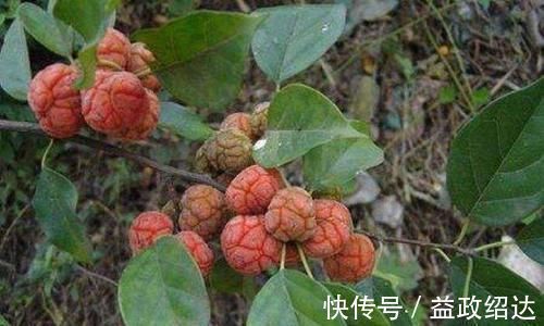 树干|果实酷似荔枝,小孩摘来生吃,却不是根是稀罕货,人称“金腰带”