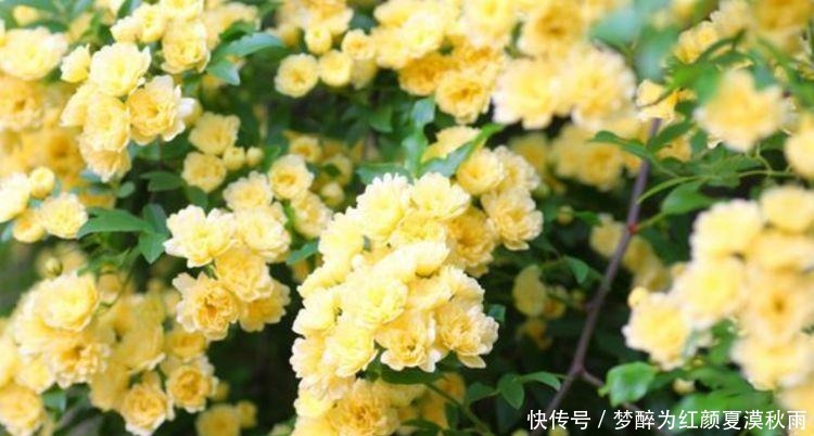 洋桔梗洋桔梗|养花就养这几款,全年开花不停,爆盆美如花,枝头窜满花苞