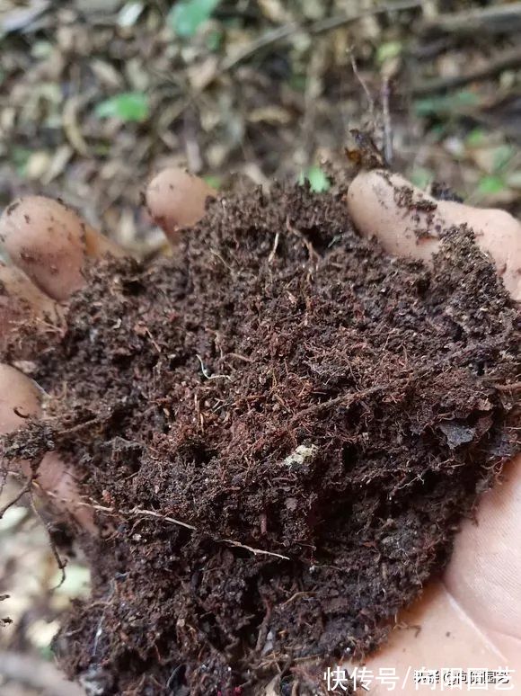 成品|不要再买成品营养土，不划算，不好用，全都是椰糠，很差劲