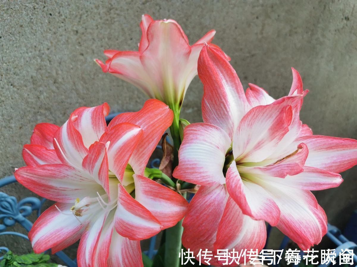 1个“洋葱球”埋土里,20天冒出“青葱芽”,一个月开花比脸大