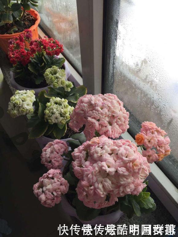 长寿花里的“5个经典品种”，各有各的美，看完都想养一盆