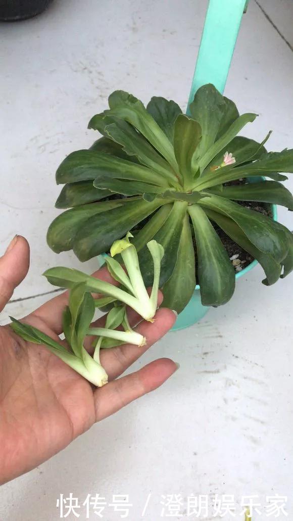 5种花快扦插,生根超快,1周长出大白根,新手也能插得活