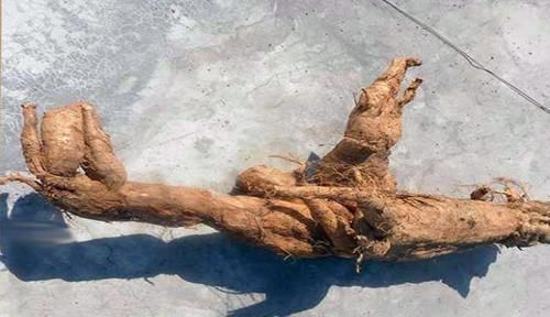 中医|中医肝脏有病百病生，常用“一物”泡水喝，去火养肝，防失眠