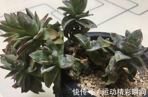 由于养护不当,导致扦插火祭多肉叶片长出白霜且发软卷叶,请重视