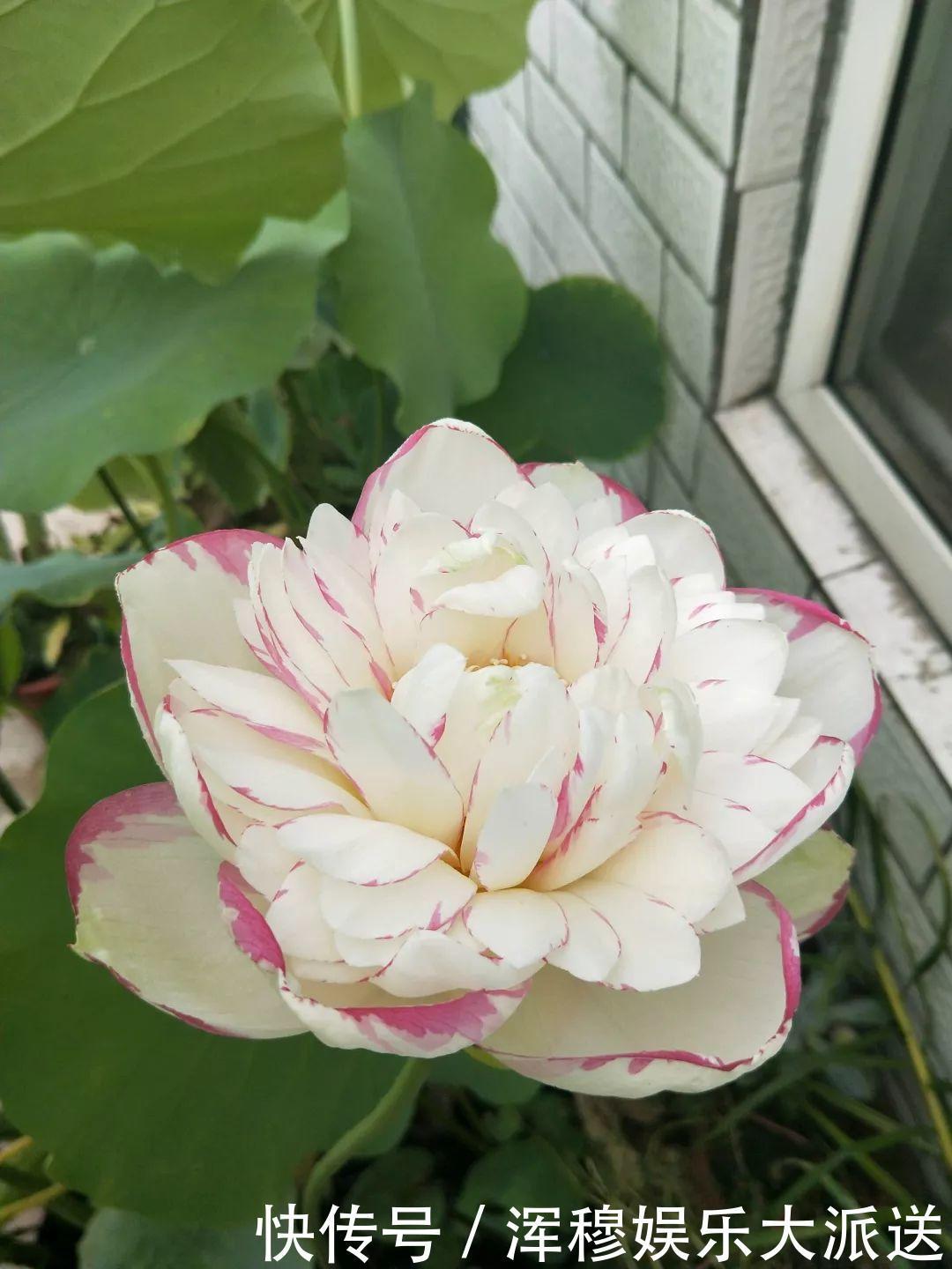 移栽|她在水缸里种荷花,开花比脸还大,满缸都是藕!