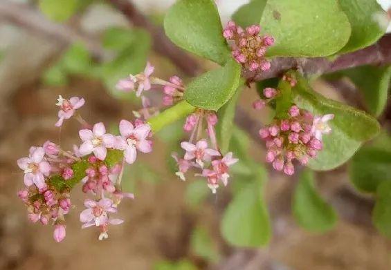 金枝玉叶开花了,真花长这样,很多人没见过
