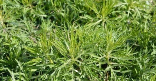 硒蒿|乡下河边的一种野草不懂的人认为这是杂草事实上,这是国宴独有的