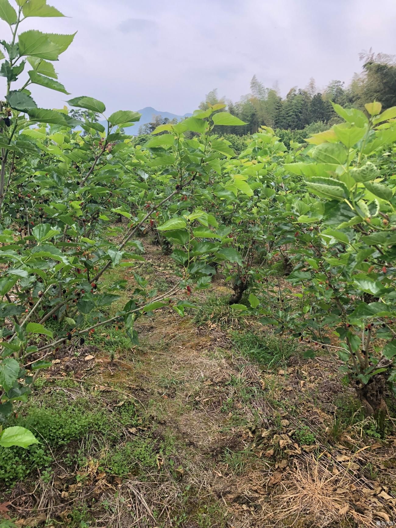 山水田林间赏美景 摘桑葚