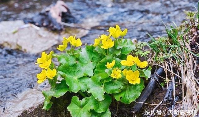 长在河边无人识,叶子却极珍贵,人称“驴蹄菜”,别忽视