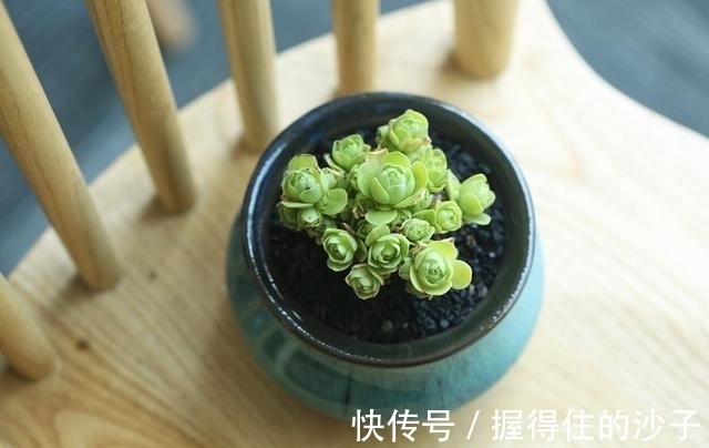养护|12款多肉天生就爱凑热闹,爆盆群生是强项,花友:养起来真过瘾