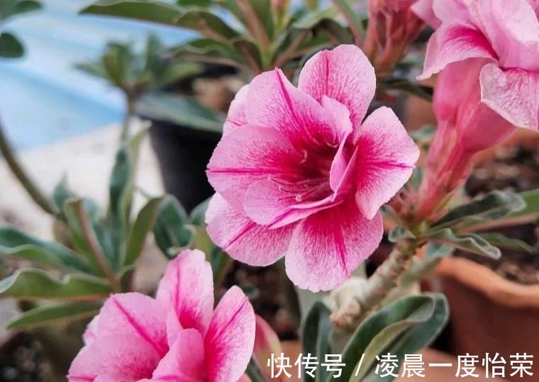 通风性|沙漠玫瑰也能养“挂”重点问题在这，找出原因并解决，才能养好