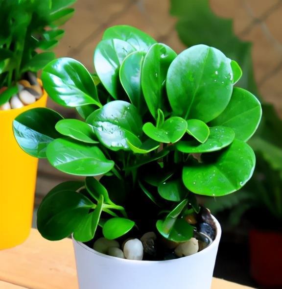 泼辣花|谁说养花难?4种“泼辣花”,扔在土里就生根,繁殖一片小崽子