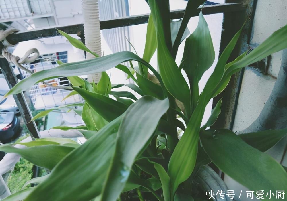 立冬后,养这5种花,最好搬到屋里,不然难越冬