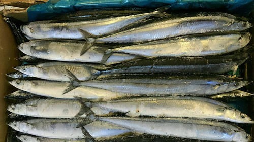 这4种海鱼就很适合大家,吃比猪肉营养,价格也便宜,别错过