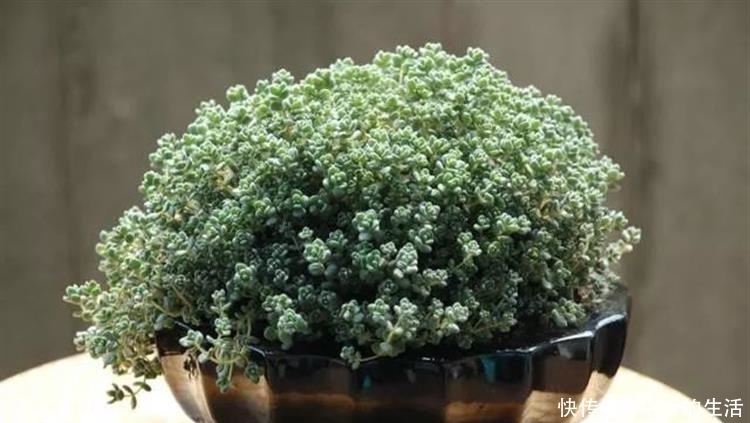 最难养死的10种多肉,谁能养死我服谁!