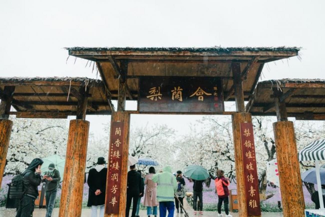 梨花一枝春带雨，梨兰相会总关情