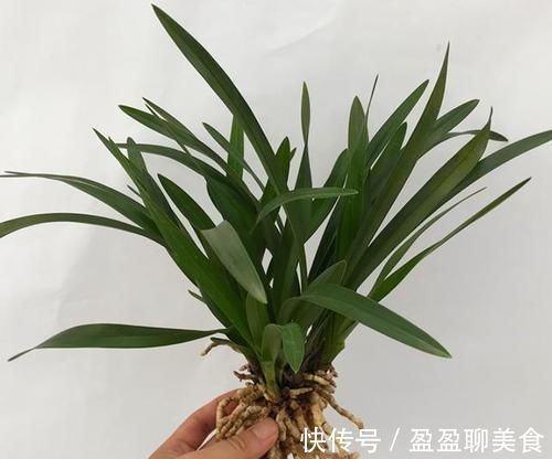 中华红|被誉为国兰“第一红”，建兰中华红，香味扑鼻，曾被兰友抢购一空