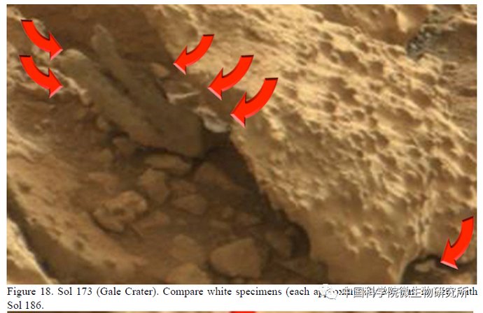 非生物 火星上存在真菌吗？