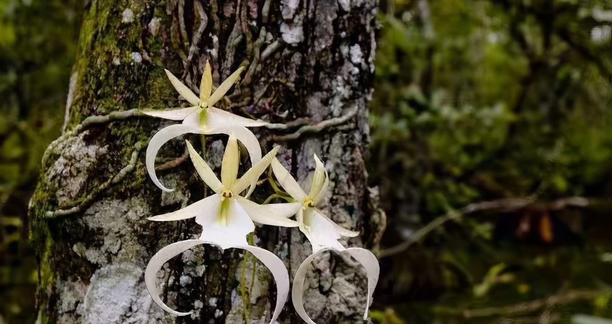 世界上最贵的6种花，植物界的“无价之花”，看看你认识几种